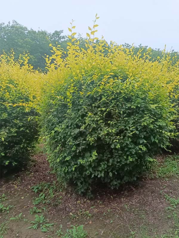 1730787758527654.jpg 17.jpg