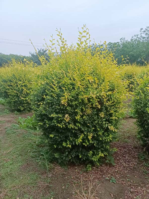 1730787865265358.jpg 16.jpg