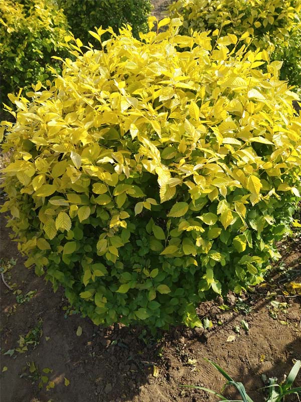 1730787977171951.jpg 15.jpg