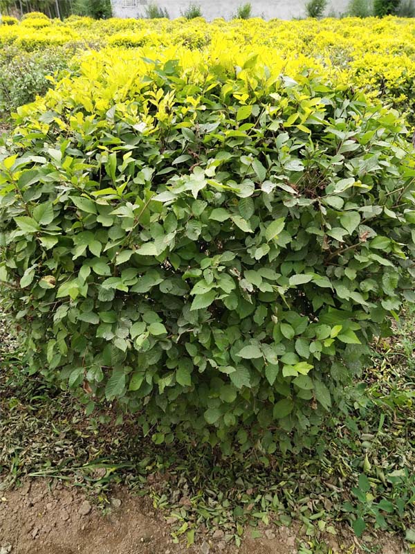 1730789267399750.jpg 7.jpg