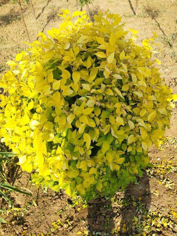 1730789798553275.jpg 3.jpg