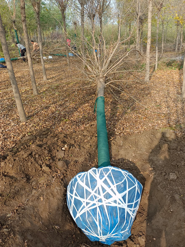 1730875715750236.jpg 16.jpg