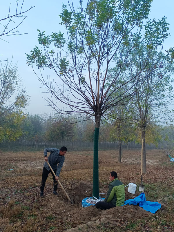 1730875852657383.jpg 15.jpg