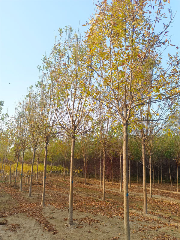 1730875965923422.jpg 14.jpg