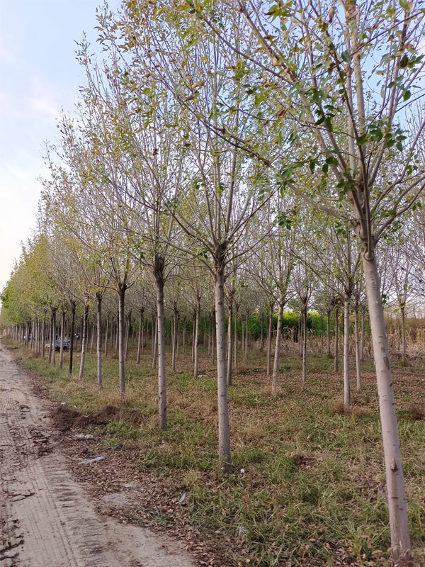 1730876824864071.jpg 7.jpg