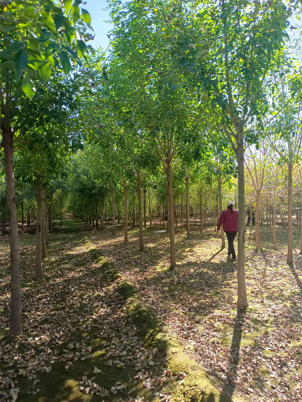 1730877118108870.jpg 5.jpg