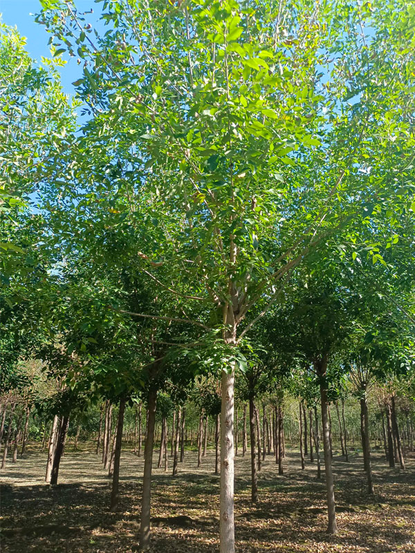 1730877348816943.jpg 3.jpg