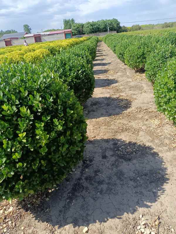 1730957931964061.jpg IMG_20220526_152700.jpg