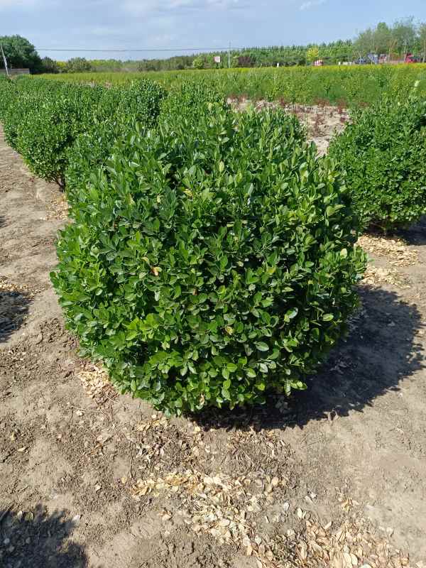 1730958012194475.jpg IMG_20220526_152703.jpg