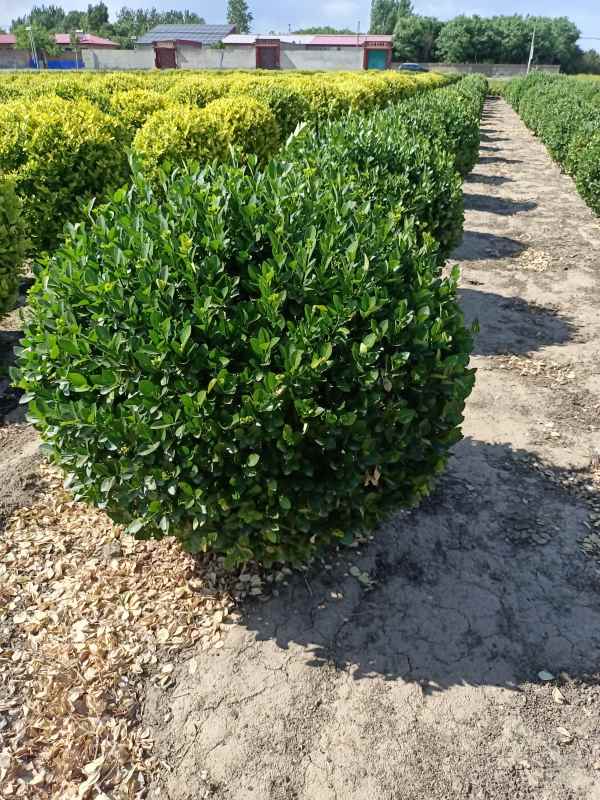 1730958163926931.jpg IMG_20220526_152712.jpg