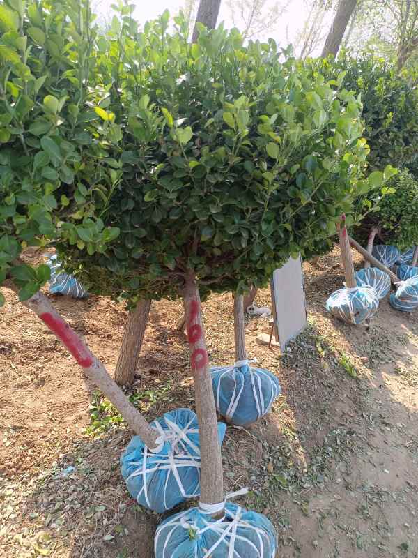 1730958877618230.jpg IMG_20220929_093653.jpg