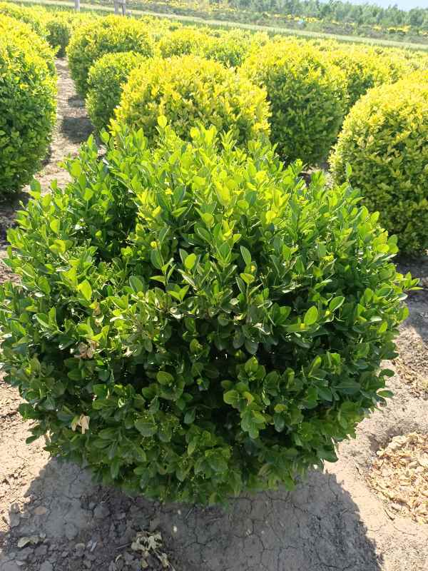 1730958971344838.jpg IMG_20220526_152835.jpg