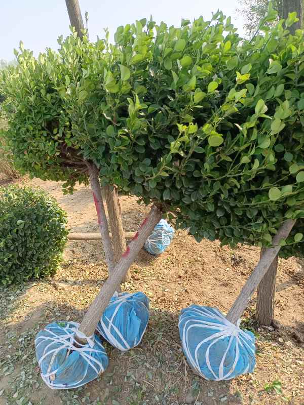 1730959118489392.jpg IMG_20220929_093642.jpg