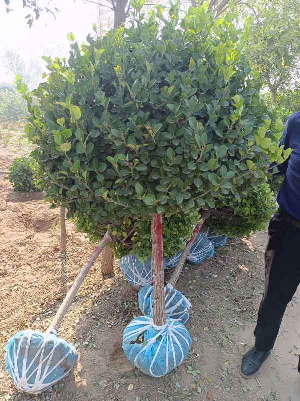 1730959291756214.jpg IMG_20220929_093638.jpg