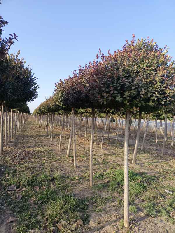 1730959396919763.jpg IMG_20230315_171708.jpg