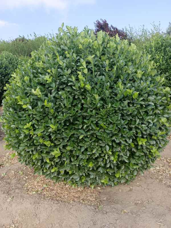 1730959731495421.jpg IMG_20220526_153716.jpg