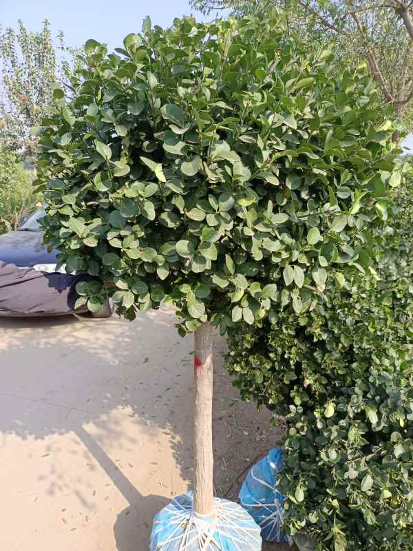 1730959889446703.jpg IMG_20220929_093607.jpg