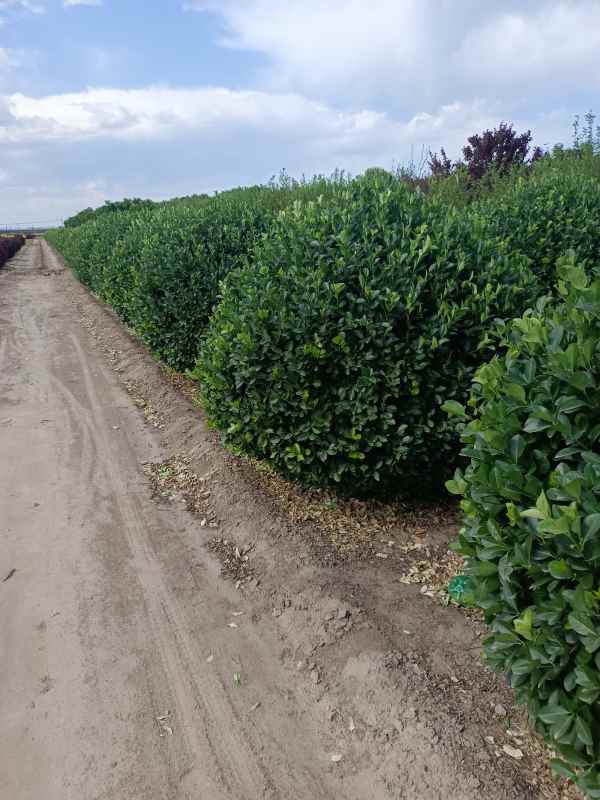 1730960072519408.jpg IMG_20220526_153720.jpg