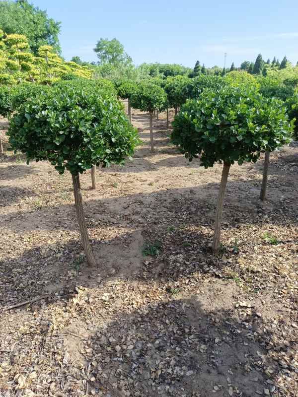 1730960185267915.jpg IMG_20220526_160725.jpg