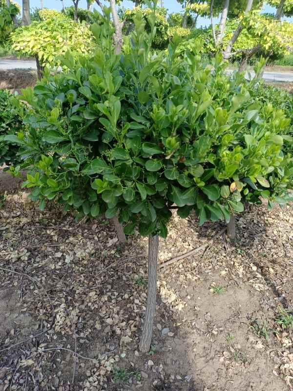 1730960278172763.jpg IMG_20220526_160728.jpg