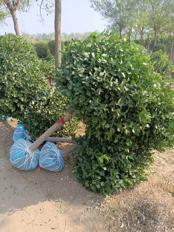 1730960595895624.jpg IMG_20220929_093552.jpg