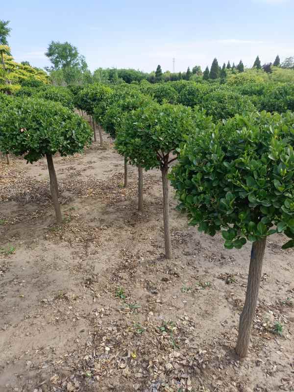 1730960694121437.jpg IMG_20220526_160734.jpg