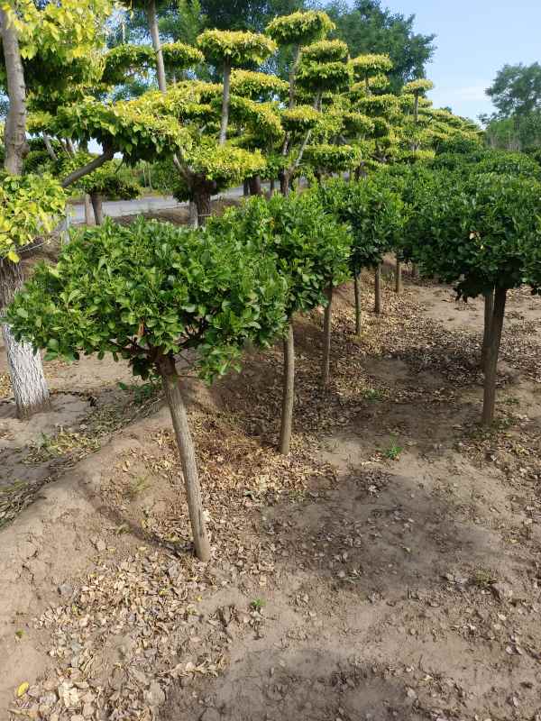 1730960829462529.jpg IMG_20220526_160735.jpg