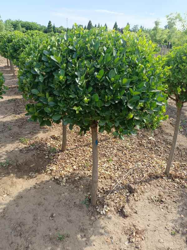 1730960972949552.jpg IMG_20220526_160741.jpg