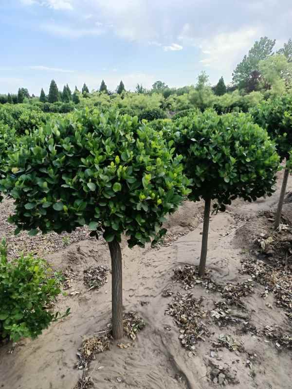 1730961216296563.jpg IMG_20220526_160831.jpg