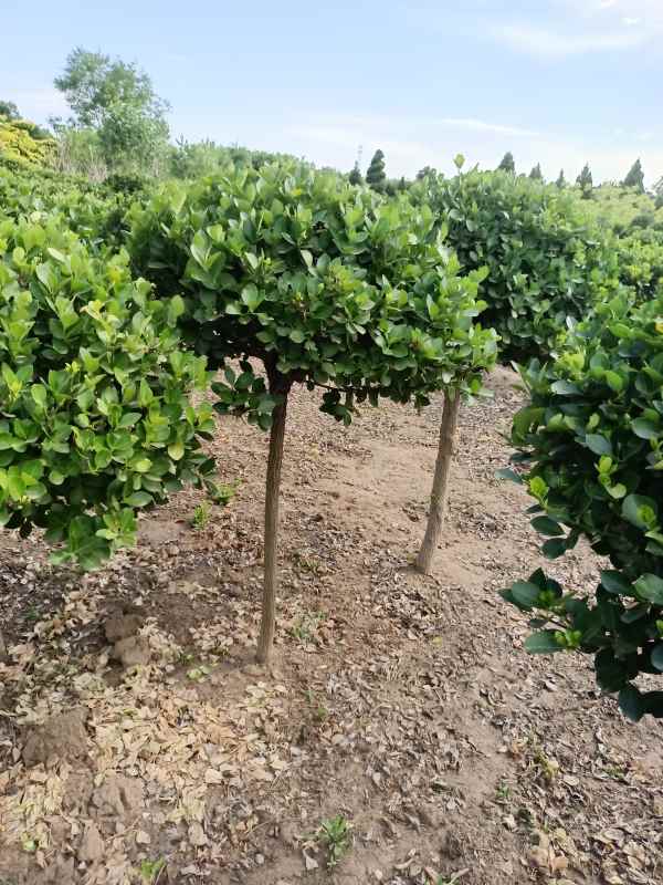 1730961532516491.jpg IMG_20220526_160838.jpg