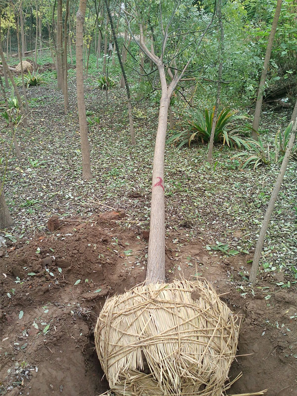 1731048483974356.jpg 3.jpg