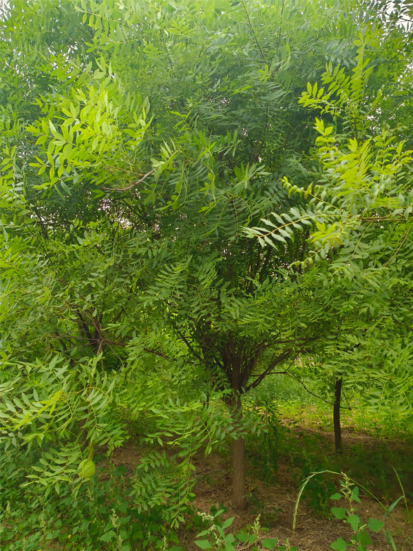 1731129866624205.jpg 3.jpg