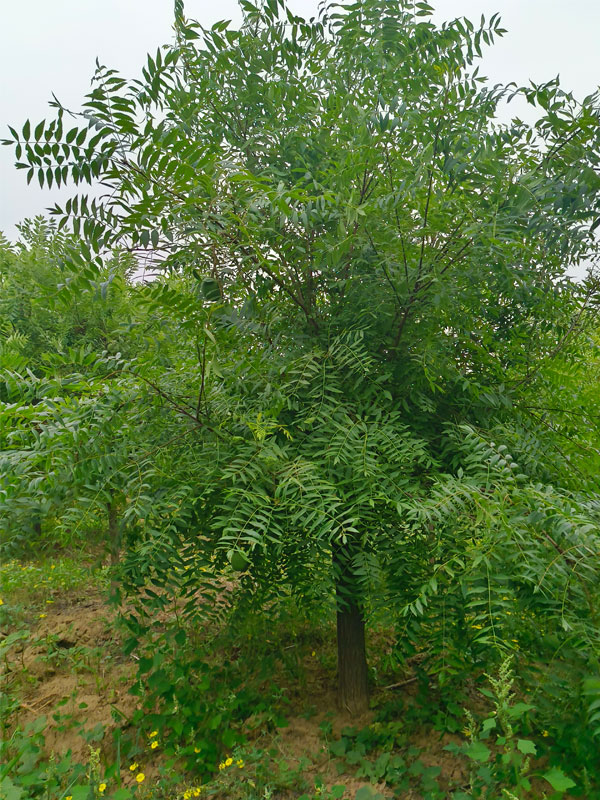 1731130004171240.jpg 4.jpg