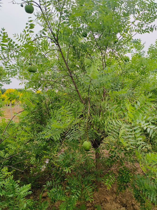 1731130170463785.jpg 5.jpg