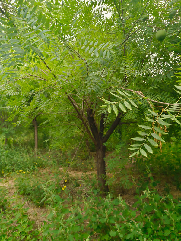 1731130282980052.jpg 6.jpg