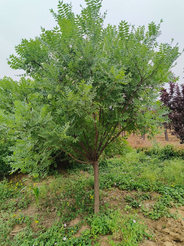 1731130555697994.jpg 8.jpg