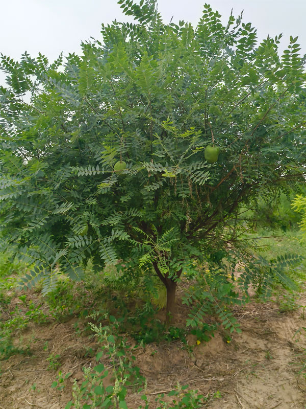 1731130722778089.jpg 9.jpg