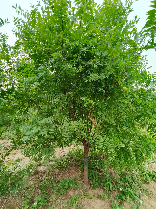 1731131290713201.jpg 13.jpg