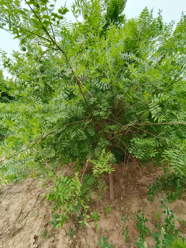 1731131363152924.jpg 14.jpg