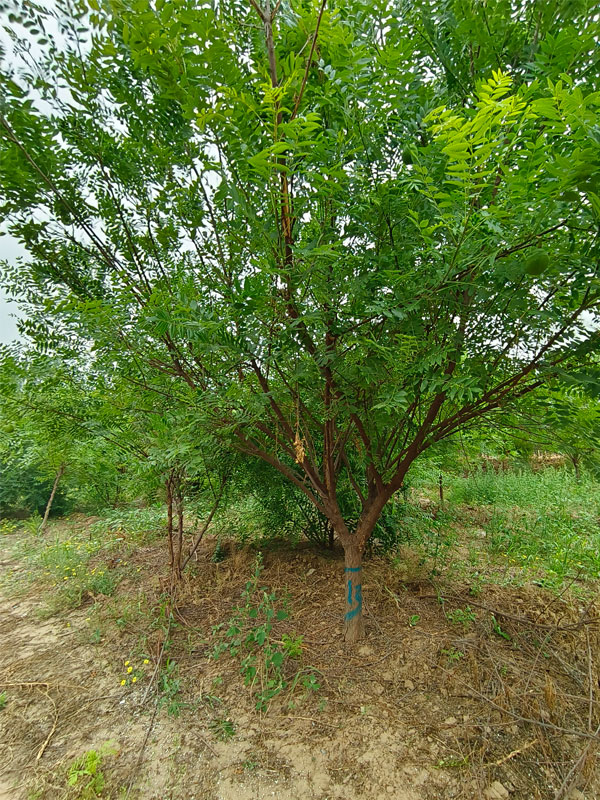 1731131503112673.jpg 16.jpg