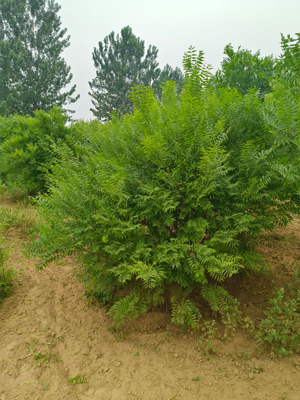 1731131709232240.jpg 18.jpg