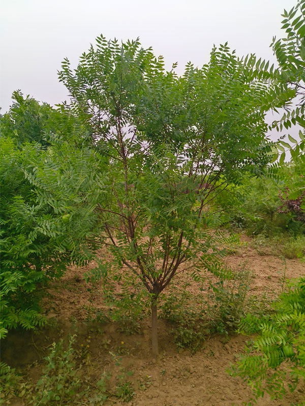 1731131783164534.jpg 19.jpg