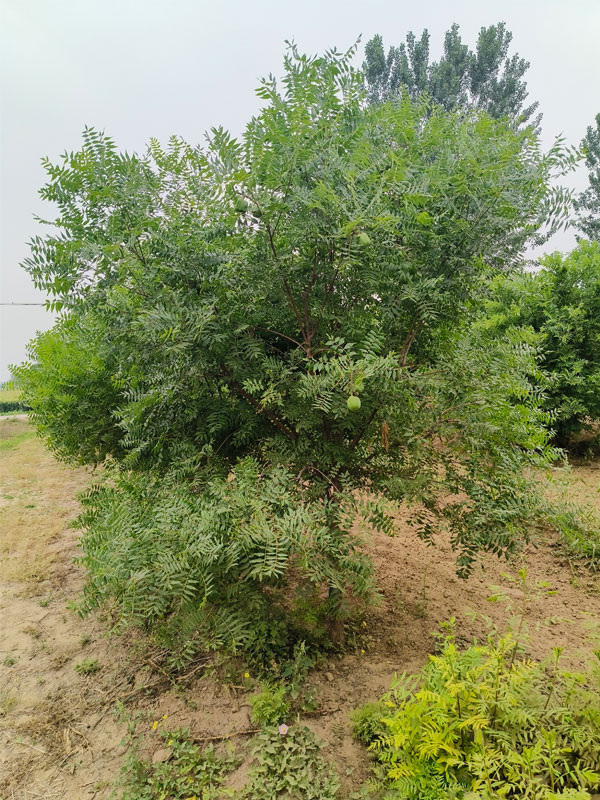 1731131945469202.jpg 20.jpg