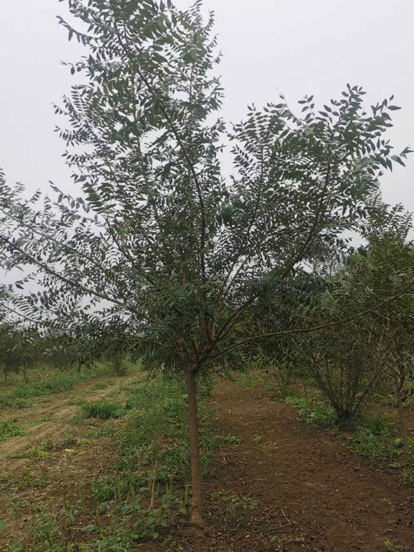 1731132933829949.jpg 26.jpg