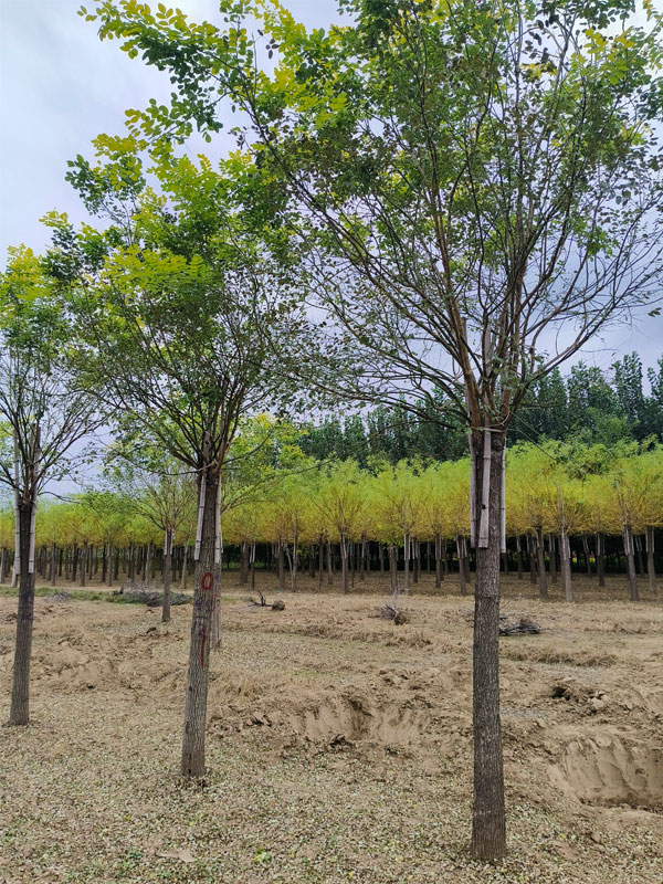 1731219287462013.jpg 36.jpg