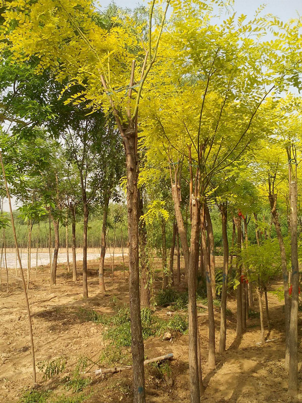 1731220011744853.jpg 2.jpg