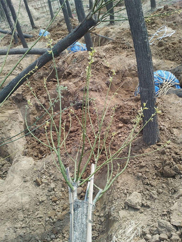 1731220102543869.jpg 22.jpg