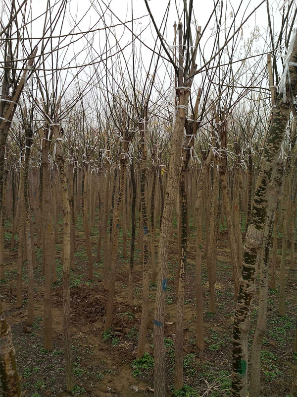 1731220261354038.jpg 18.jpg