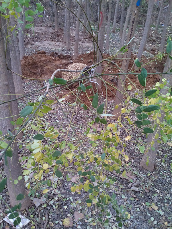 1731220370397155.jpg 17.jpg