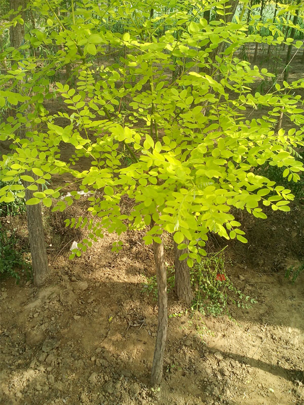 1731220470119924.jpg 1.jpg